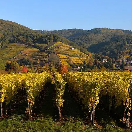 La Canopee Alsacienne - Magnifique Maison A Ribeauvillé
